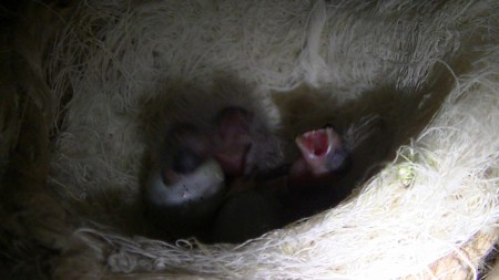 rood zwart bobalt roepend achter eten 