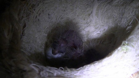 zie mijn broertje of zusje is er ook bij gekomen 