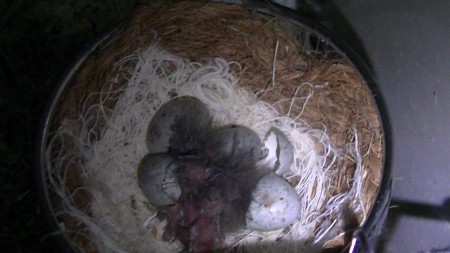 net geboren kobaltjes 