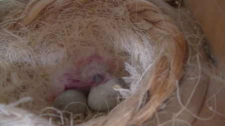 enkele uurtjes oud vlug op foto voor mama en papa komen 