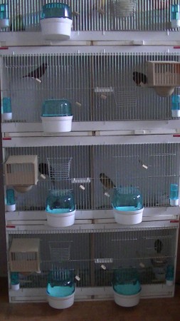 ons zelf gemaakt kooi blok 