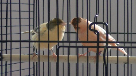 het flirten tussen jenny en jeannot 