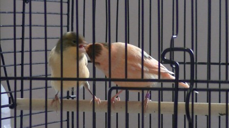 hier lekker eten denkt jeannot