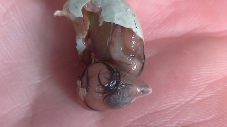 dood zwart rood kobalt half uit ei 