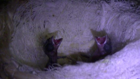 wij roepen maar niemand hoort ons 