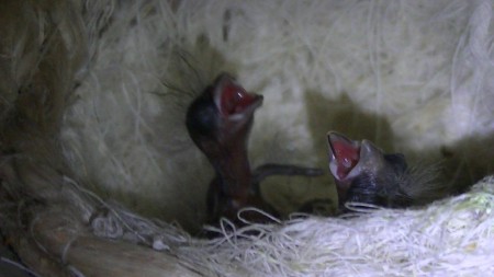 zie ik kan hoger joepie 