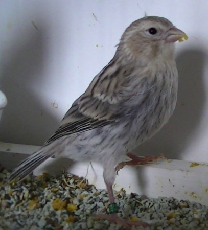 dochter van bea onze agaat wit split 