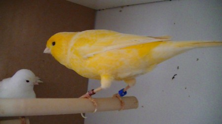 hallo ik ben adam een split voor witte kanarie 