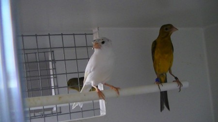 de witte is joni en spaanse timbrado met kuif en andere is gewoon raza espagnola man julius 