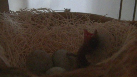 even mama en papa roepen dak er ben 