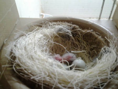 Hallo, ben de eerste van het seizoen 2015