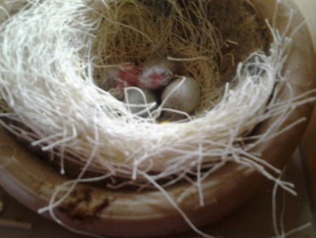 Waar is mijn mama nu ?