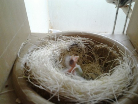 Ben al 1 dagje oud, maar nog steeds alleen.