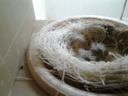 ben alleen , jammer.