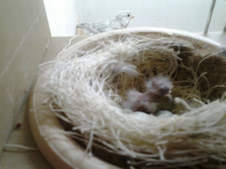 joepie, daar is papa.